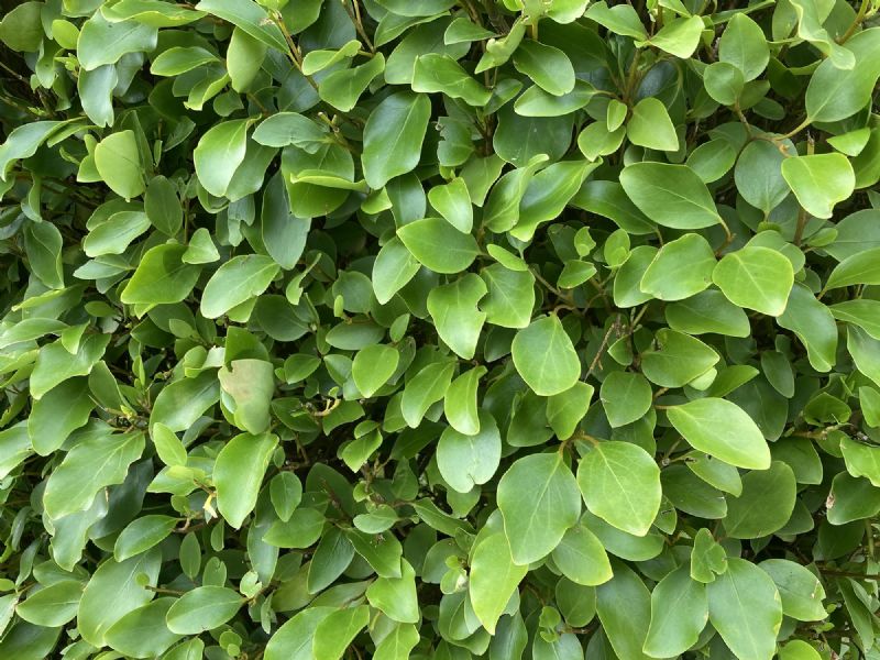 Griselinia littoralis Instant Hedge in Hedge Bag 100cm long x 150cm high x 40cm deep